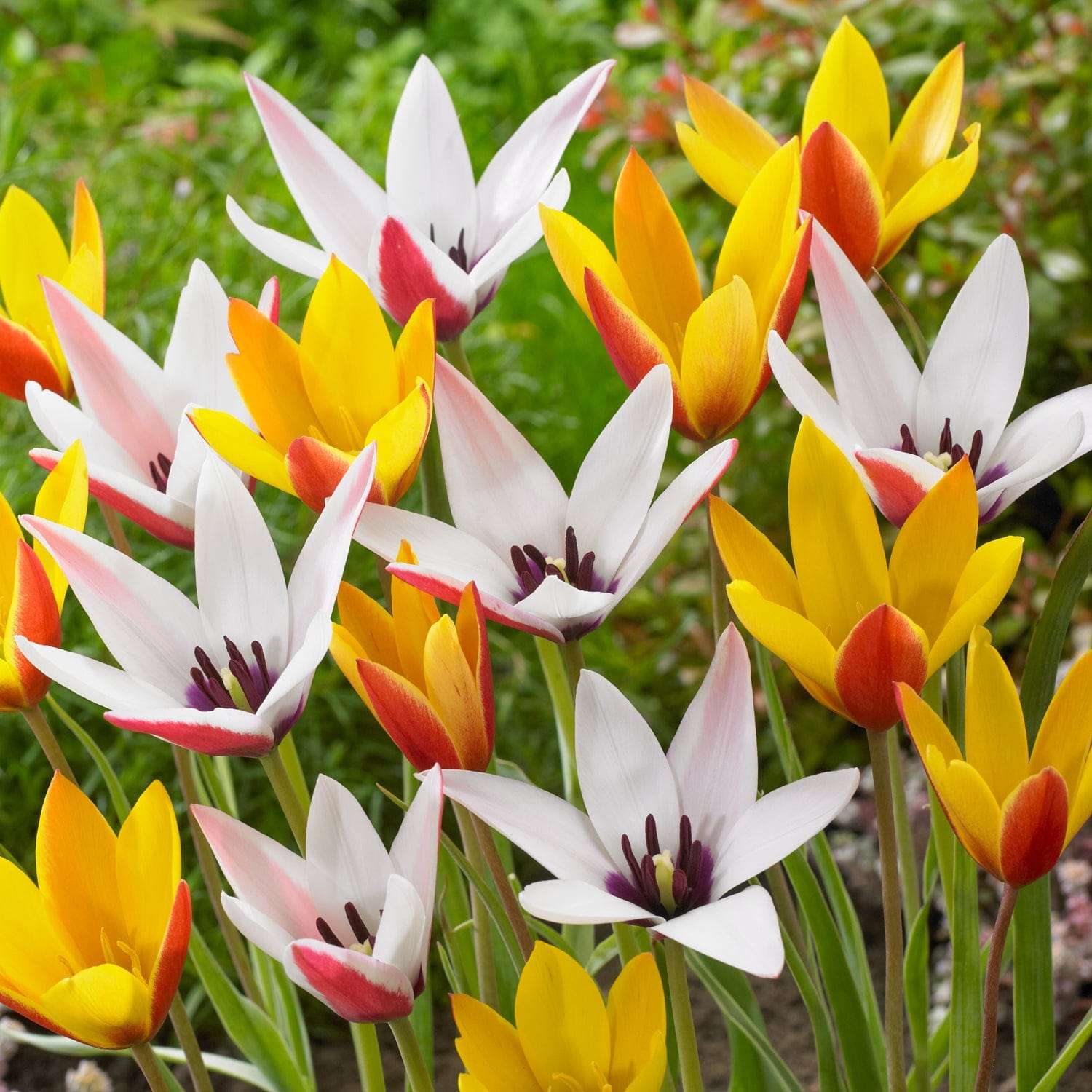 'Clusiana Charm' - Tulipanblanding